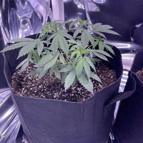 Northern Light growlog photo: Left