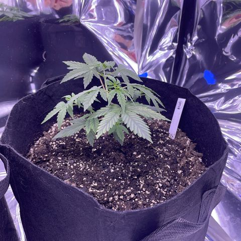 Northern Light growlog photo: Right