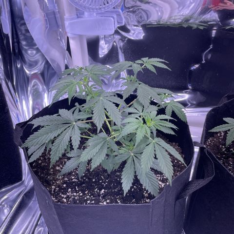 Northern Light growlog photo: Left after 2nd topping