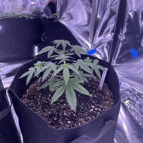 Northern Light growlog photo: Right after 2nd topping