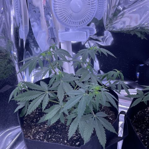 Northern Light growlog photo: Left after watering