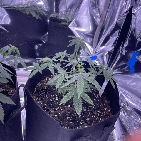 Northern Light growlog photo: Right after watering