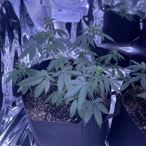 Northern Light growlog photo: Left after watering
