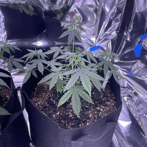 Northern Light growlog photo: Right after watering