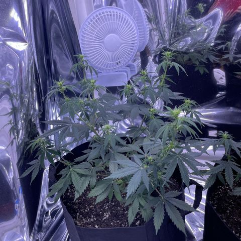 Northern Light growlog photo: Left 