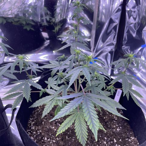 Northern Light growlog photo: Right 