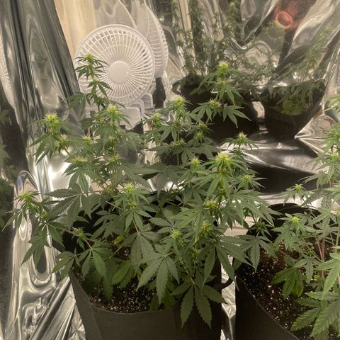 Northern Light growlog photo: Left after watering