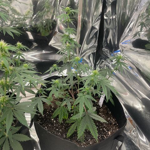 Northern Light growlog photo: Right after watering
