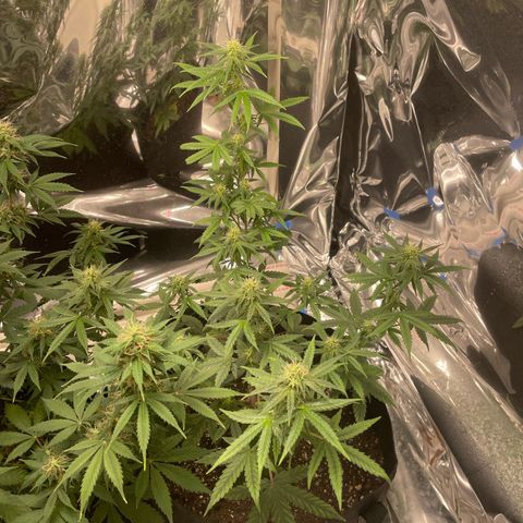 Northern Light growlog photo: Right