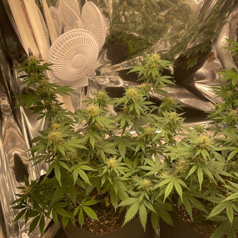 Northern Light growlog photo: Left