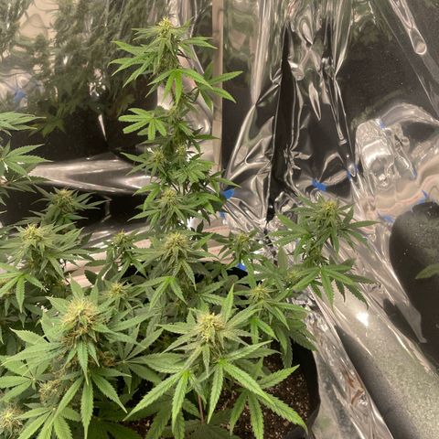 Northern Light growlog photo: Right