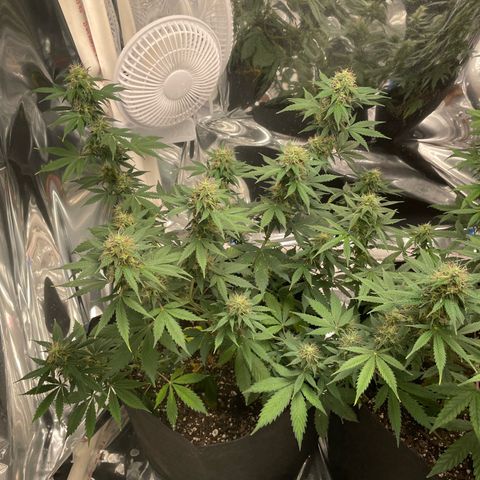 Northern Light growlog photo: Left