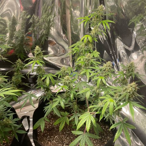Northern Light growlog photo: Right 