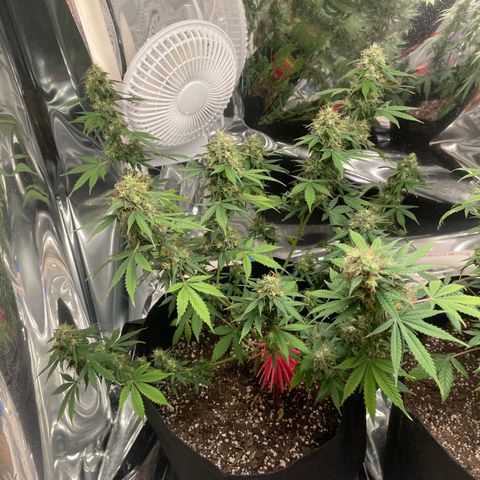 Northern Light growlog photo: Left