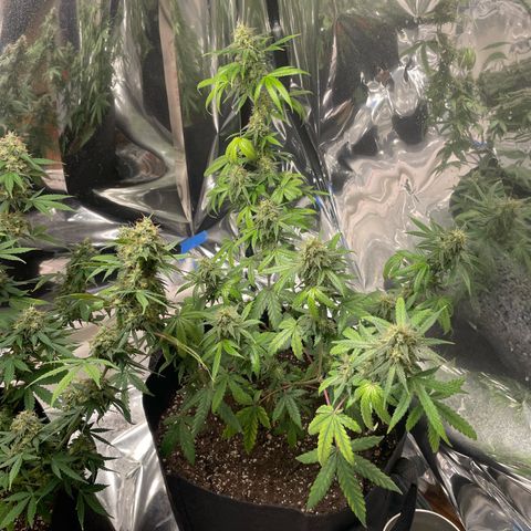 Northern Light growlog photo: Right
