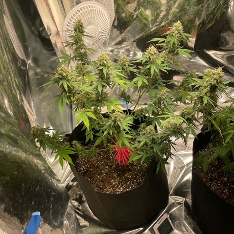 Northern Light growlog photo: Left