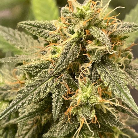 Northern Light growlog photo: Right up close