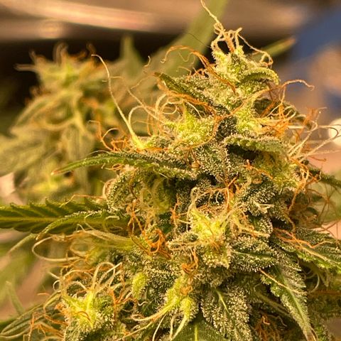 Northern Light growlog photo: Left up close