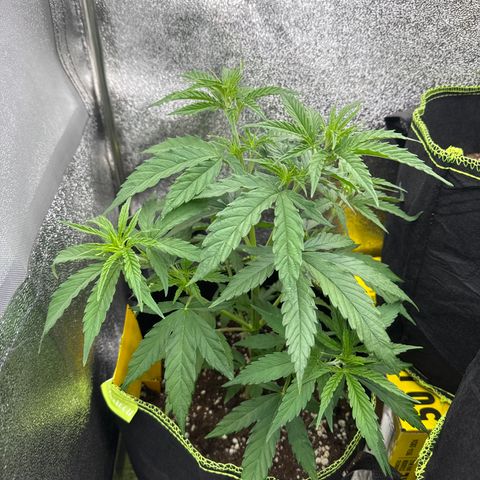 Kushy growlog timeline photo