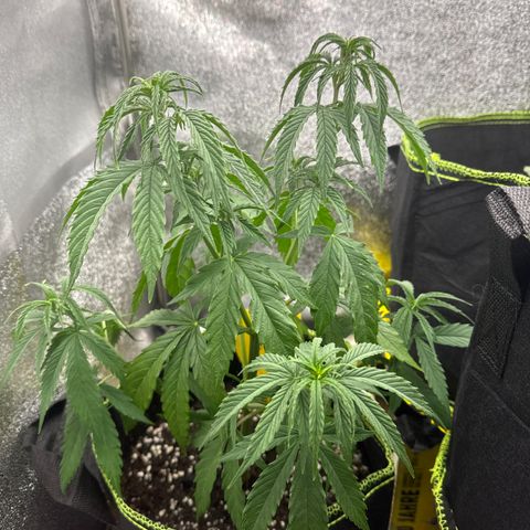 Kushy growlog photo: Etwas Wassermange
