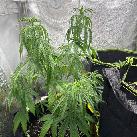 Kushy growlog timeline photo
