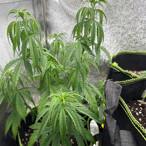 Kushy growlog photo: Extrem hängende Blätter