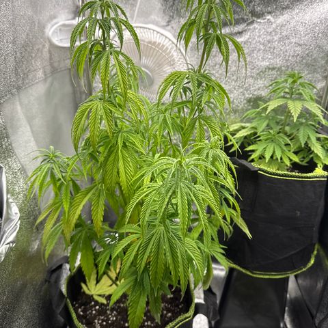Kushy growlog timeline photo