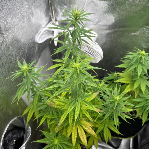 Kushy growlog timeline photo
