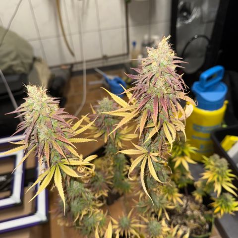 Kushy growlog timeline photo