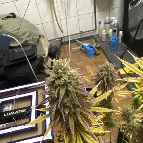 Kushy growlog timeline photo
