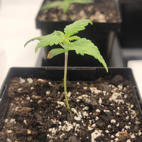 Green Crack #1 growlog timeline photo