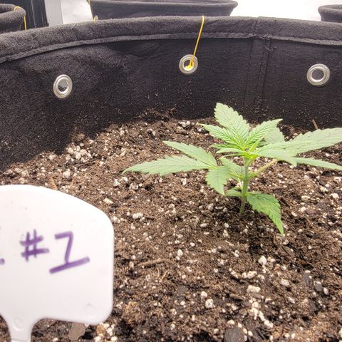 Green Crack #1 growlog timeline photo
