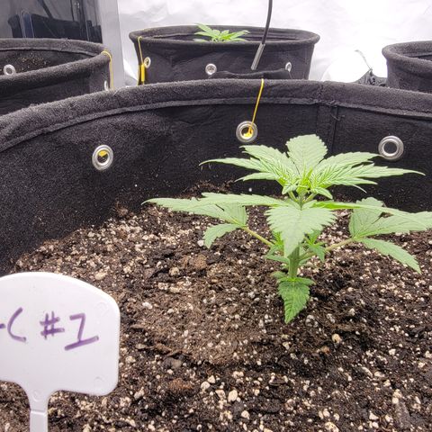 Green Crack #1 growlog timeline photo