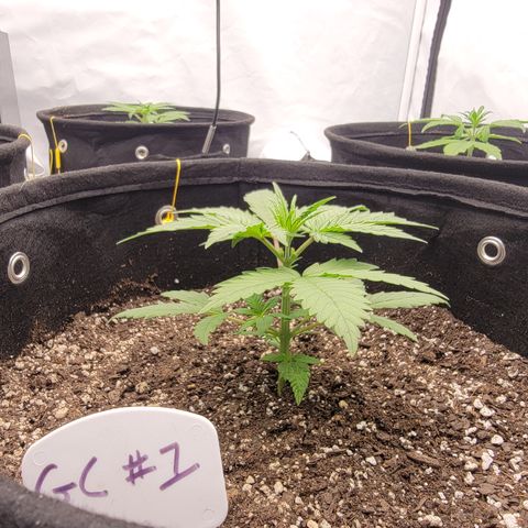 Green Crack #1 growlog timeline photo