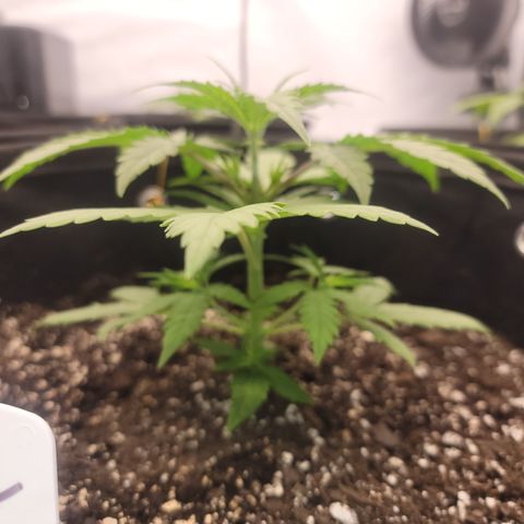Green Crack #1 growlog timeline photo