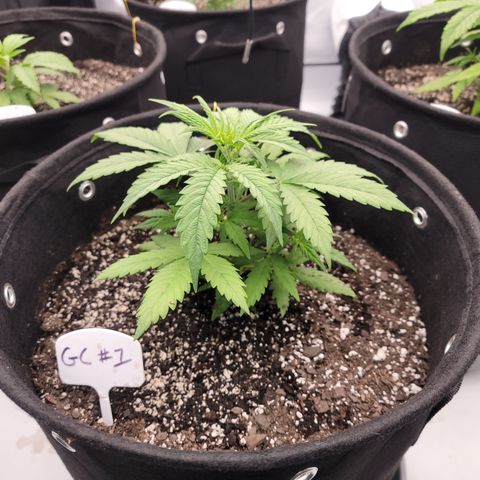 Green Crack #1 growlog timeline photo