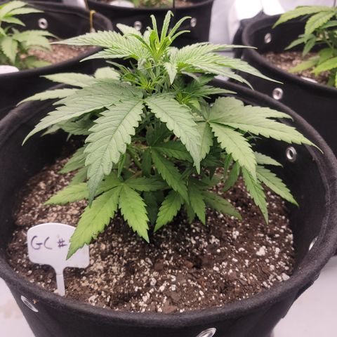 Green Crack #1 growlog timeline photo