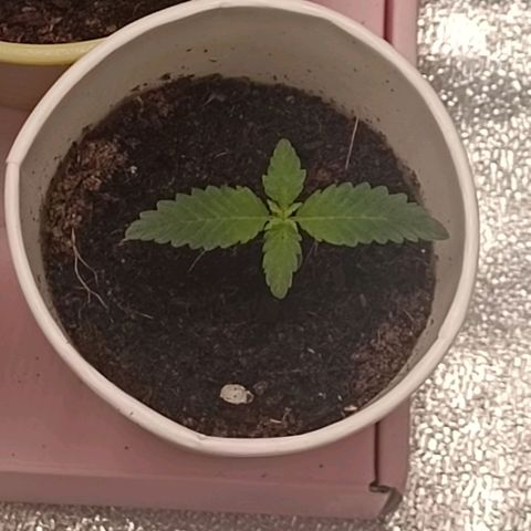 GSC growlog timeline photo