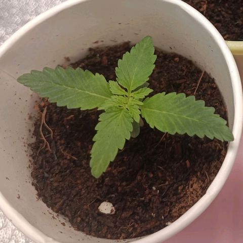 GSC growlog timeline photo
