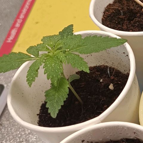 GSC growlog timeline photo