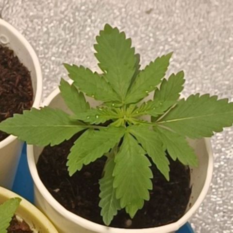 GSC growlog timeline photo