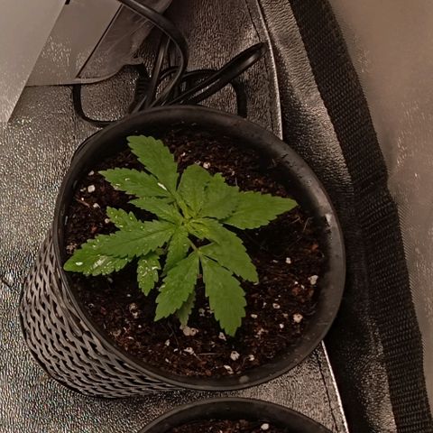 GSC growlog photo: Transplanted to bigger pot
