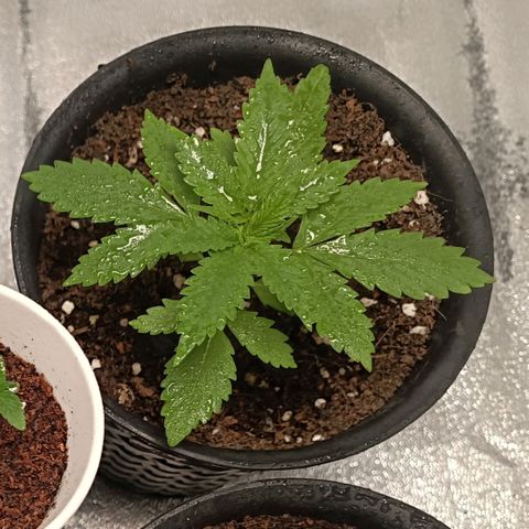 GSC growlog timeline photo