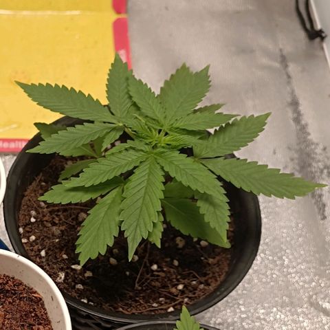 GSC growlog timeline photo