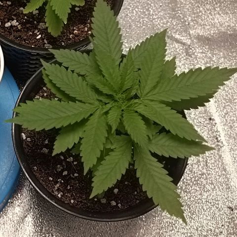 GSC growlog timeline photo