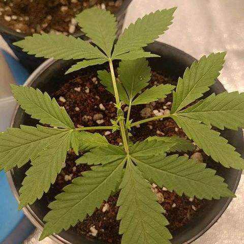 GSC growlog photo: Topped