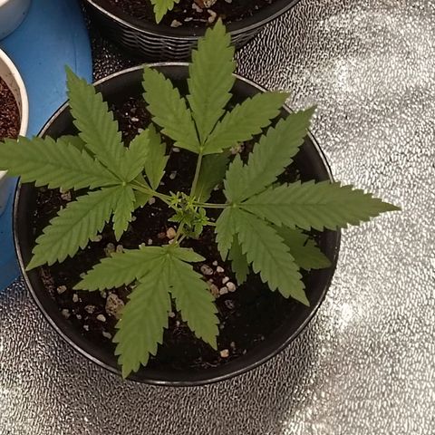 GSC growlog timeline photo