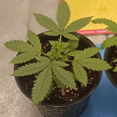 GSC growlog timeline photo