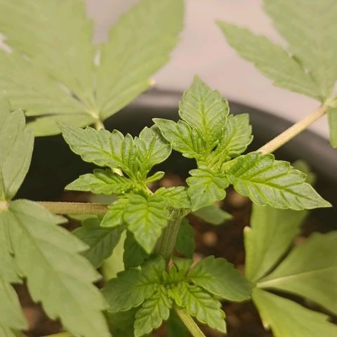 GSC growlog timeline photo