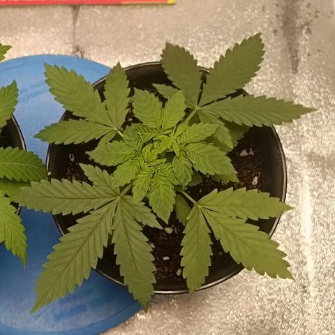 GSC growlog timeline photo